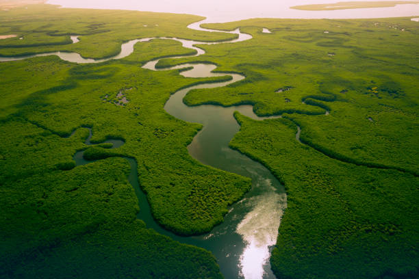 Gambia Mangroves. Aerial view of mangrove forest in Gambia. Photo made by drone from above. Africa Natural Landscape. stock photo