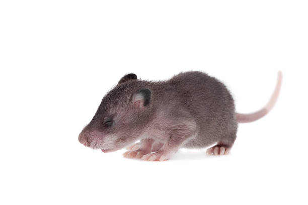Gambian pouched rat, 3 week old, on white stock photo.