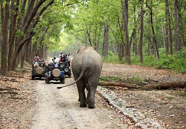 Game drive at Dhikala forest of Jim Corbett stock photo