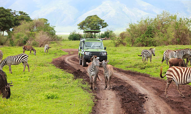 Game drive  tanzania stock pictures, royalty-free photos & images