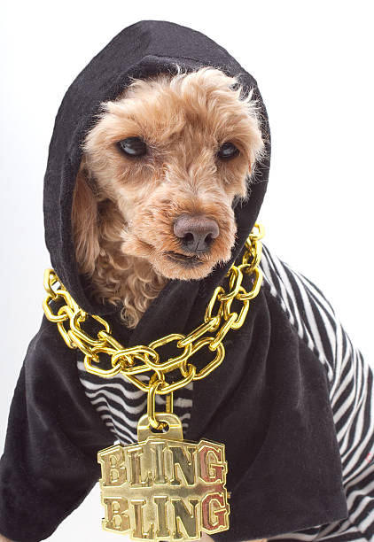 22 Poodle In Gold Chain Necklace Stock Photos, Pictures & Royalty-Free  Images - iStock