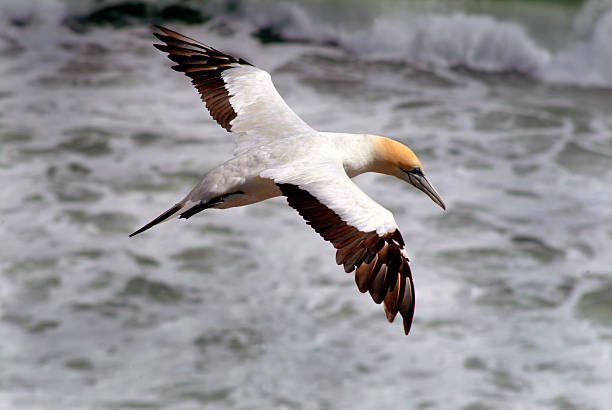 Gannet, seabird in flight stock photo