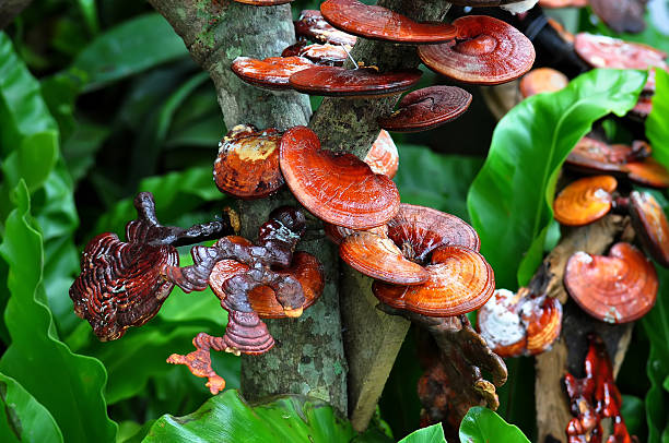 Ganoderma lucidum Ganoderma lucidum is a medicinal plant. lingzhi stock pictures, royalty-free photos & images