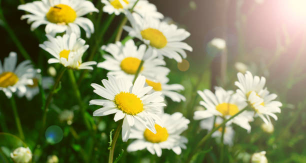 garden daisies growing under the sun rays. toned image - prästkrage bildbanksfoton och bilder