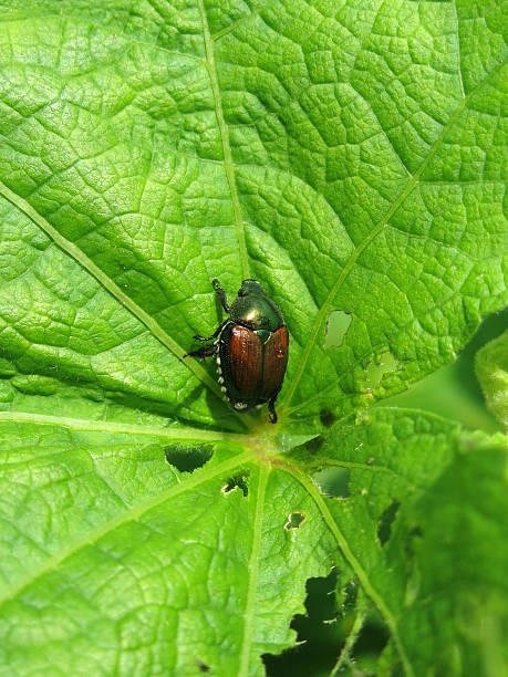Photo of Garden Enemy Beetle Feeding on a Big Green Leaf