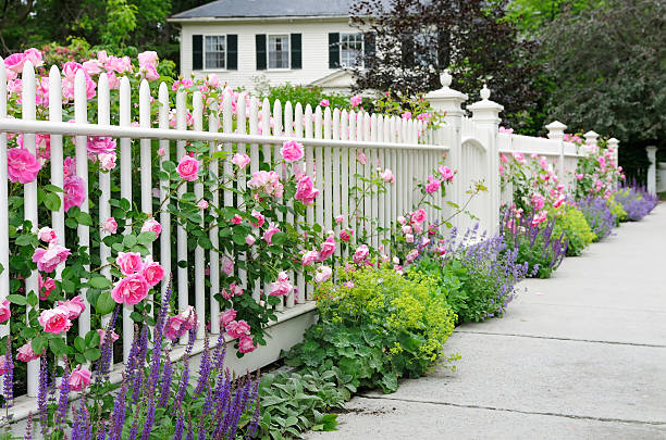 Garden Fence With Roses Elegant white garden fence and gate with pink roses, salvia, catmint, lady's mantle flowers and bushes bordering house entrance. house   neighborhood  wood stock pictures, royalty-free photos & images