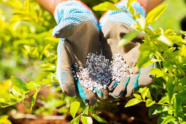 garden fertilizer garden fertilizer on gardeners hand fertilizer photos stock pictures, royalty-free photos & images