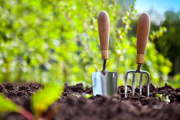 Garden Hand Tools Garden hand trowel and fork standing in soil in a vegetable garden, with colourful gooseberry bushes behind. gardening equipment stock pictures, royalty-free photos & images