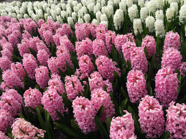 trädgård i holland - red hyacinth bildbanksfoton och bilder