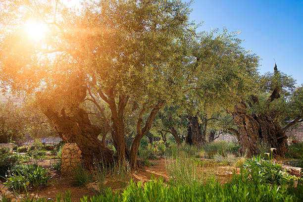 Garden of Gethsemane olive orchard. stock photo