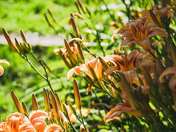 Garden of iris versicolore stock photo