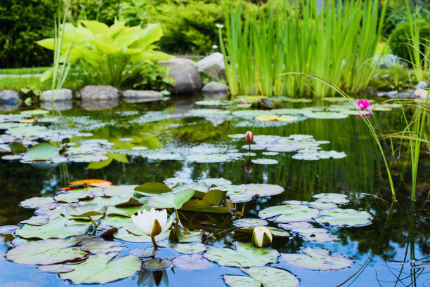 Pięknie przyozdobiona powierzchnia wody wpływa pozytywnie na aranżację ogrodu.