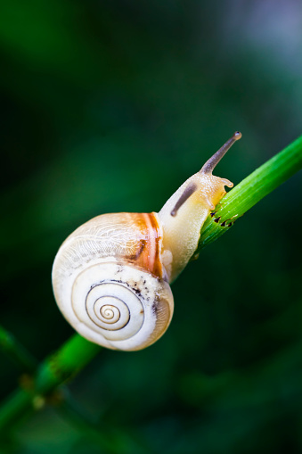 A brown snail on the leaves