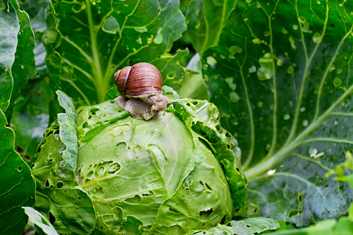 Garden snail (Helix aspersa) is sitting on cabbage in the garden.