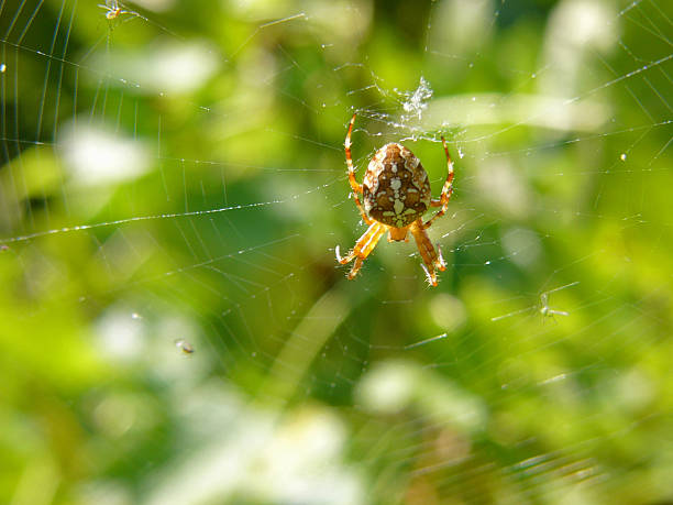 Garden spider in web stock photo
