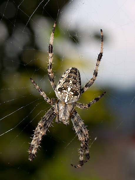 garden spider (araneus diadematus) closeup from a garden spider. macro body hair stock pictures, royalty-free photos & images