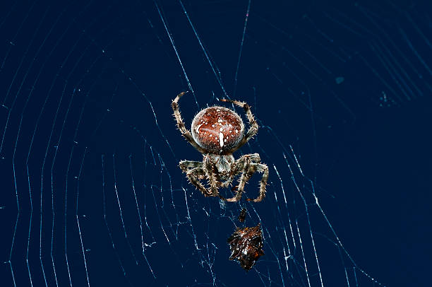 garden spider with victim garden spider, Araneus diadematus spider pregnant spider stock pictures, royalty-free photos & images