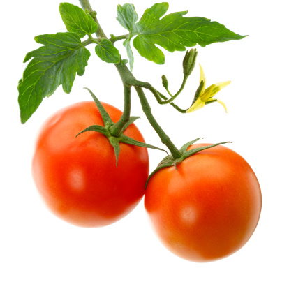 Garden Tomatoes Stock Photo - Download Image Now - iStock
