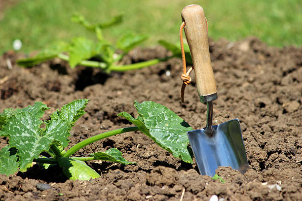 garden trowel in vegetable garden allotment, courgette plant image (zucchini) - squash sun bildbanksfoton och bilder