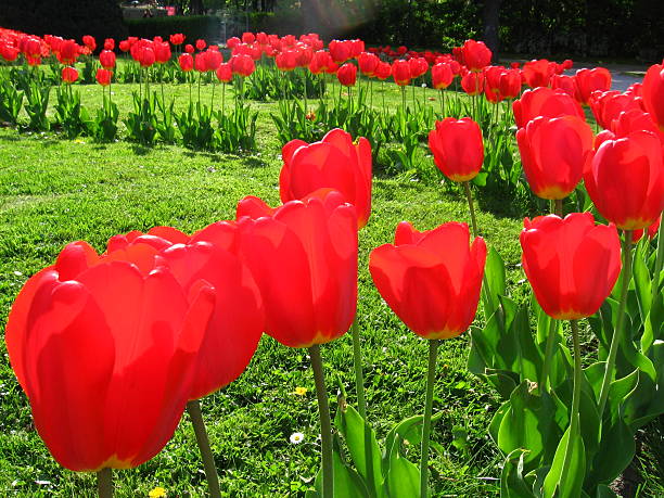 Garden tulips stock photo