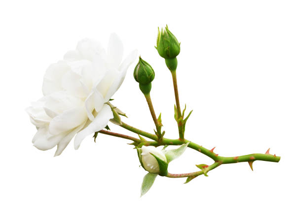 Garden white rose flower and buds Garden white rose flower and buds isolated on white thorn stock pictures, royalty-free photos & images