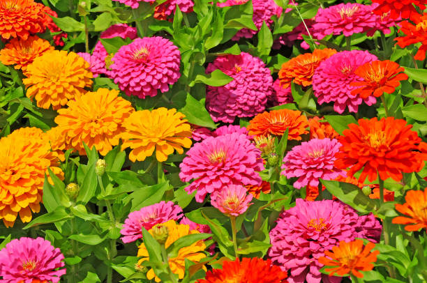 Garden with multicolored Garden with multicolored gorgeous flowers zinnia stock pictures, royalty-free photos & images