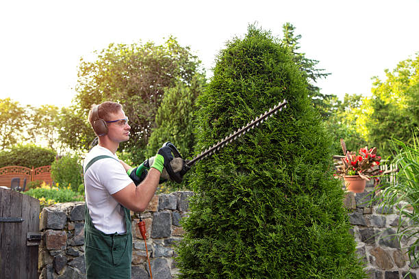 Gardener at gardening stock photo