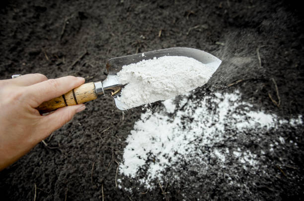 tuinman mengen dolomitische kalksteen poeder in de tuin bodem om de ph mier te veranderen om meer voedingsstoffen voor planten concept. - kalksteen stockfoto's en -beelden