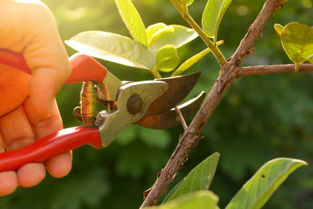 gardener pruning trees with pruning shears on nature background. - bush trimming imagens e fotografias de stock