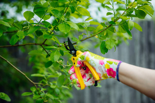 Gardener pruning trees with yellow secateur in the spring garden. Gardener pruning trees with yellow secateur in the spring garden. Work in the garden with scissors to cut the branches. pruning shears stock pictures, royalty-free photos & images