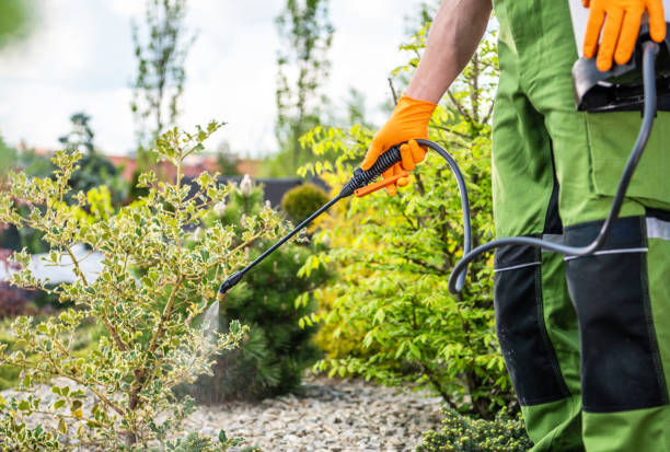 Gardener Scheduled Spring Time Insecticide and Fungicide Job stock photo