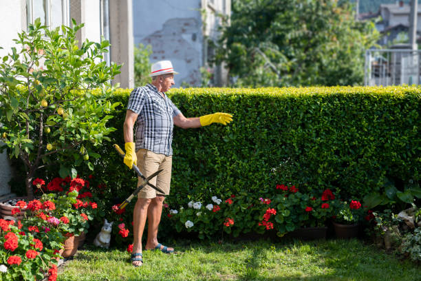 gardener trimming hedge in garden - bush trimming imagens e fotografias de stock