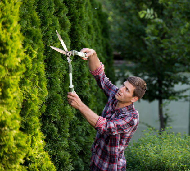 Gardener trimming plants in garden Handsome young man trimming thuja with scissors in garden pruning gardening stock pictures, royalty-free photos & images
