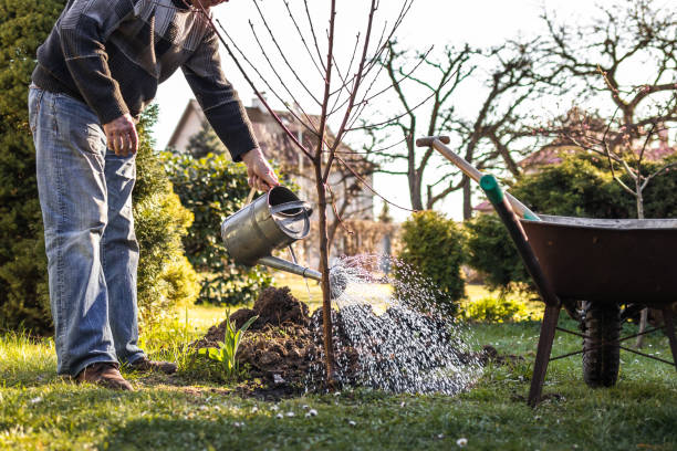 Gardener watering planted fruit tree in garden stock photo