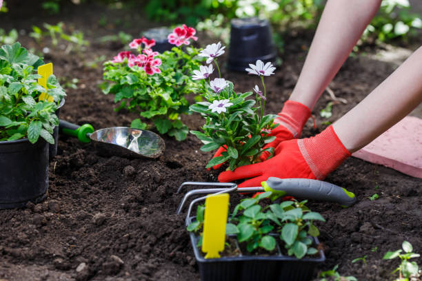 tuinders handen planten van bloemen in de tuin, close-up foto - bloem plant stockfoto's en -beelden