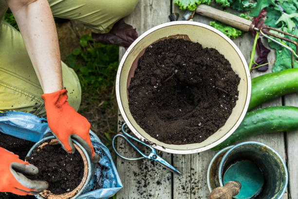 Gardeners hands preparing soil in plant pots, gardening tools and fresh picked vegetable. Top view with selective focus — potting soil Gloved gardener prepares pots with soil to plant on deck potting stock pictures, royalty-free photos & images