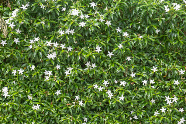 Gardenia flower in garden with blurred backgroud. Star Jasmin flower.