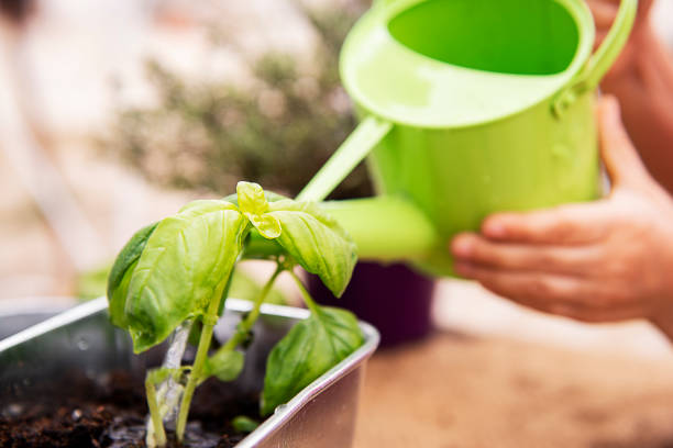 gardening detail, a green watering can putting water stock photo