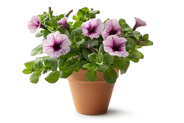 Gardening: Flower in Plant Pot More Photos like this here... flowering plant stock pictures, royalty-free photos & images