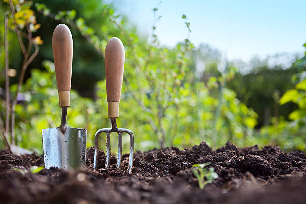Gardening Hand Trowel and Fork Standing in Garden Soil Wooden handled stainless steel garden hand trowel and hand fork tools standing in a vegetable garden border with green foliage behind and blue sky. gardening equipment photos stock pictures, royalty-free photos & images