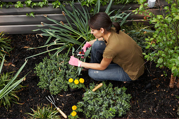 Gardening in urban backyard  pruning gardening stock pictures, royalty-free photos & images