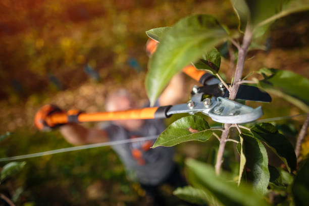 tree service