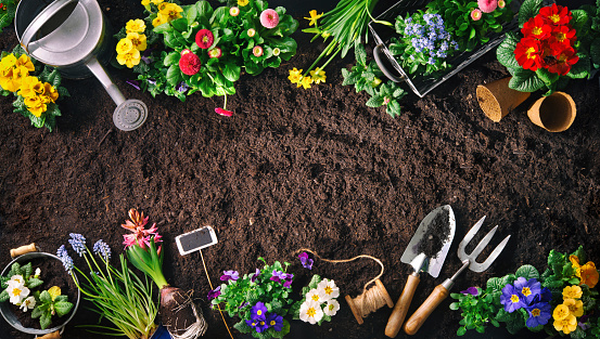 Planting spring flowers in the garden. Gardening tools and flowers on soil