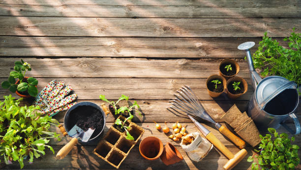 Gardening tools and seedlings on wooden table in greenhouse stock photo
