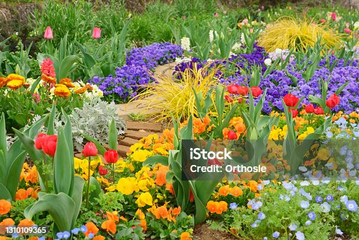 istock Gardening using spring flowers. 1310109365