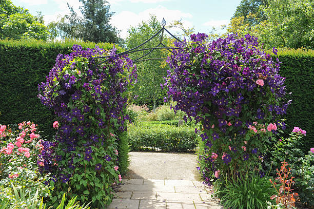 Gardens at Rosemore, Torrington, in Devon, England, UK Pergola covered in clematis in the garden at Rosemoor, Torrington, Devon, England, UK clematis stock pictures, royalty-free photos & images