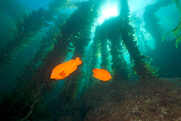Garibaldi fish in the California Kelp Forest stock photo