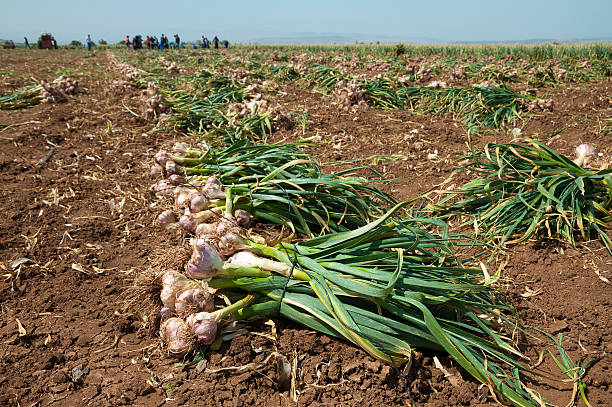 Garlic Picking stock photo