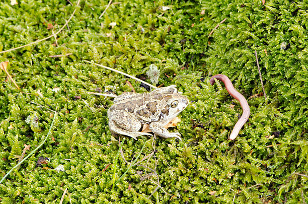garlic spadefoot toad pelobates fuscus earthworm stock photo