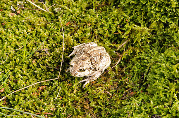 garlic spadefoot toad pelobates fuscus moss stock photo